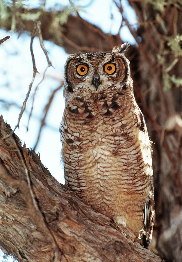 Spotted Eagle Owl Photograph by Tony Camacho/science Photo Library