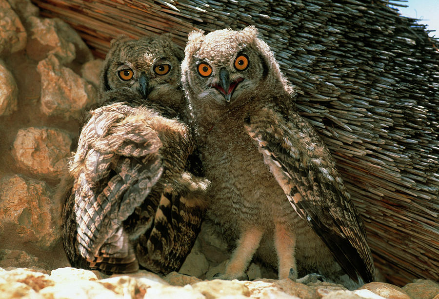 Spotted Eagle Owls Photograph by Tony Camacho/science Photo Library