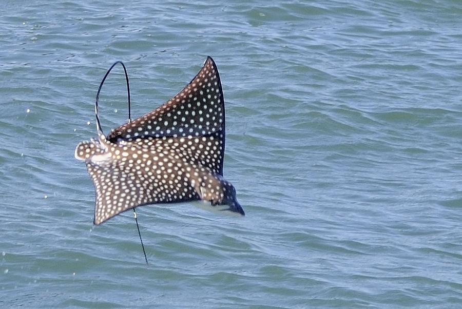Spotted Eagle Ray Jumping Photograph by Bradford Martin