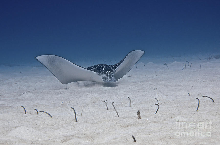 Spotted Eagle Ray Swims Along The Ocean Photograph