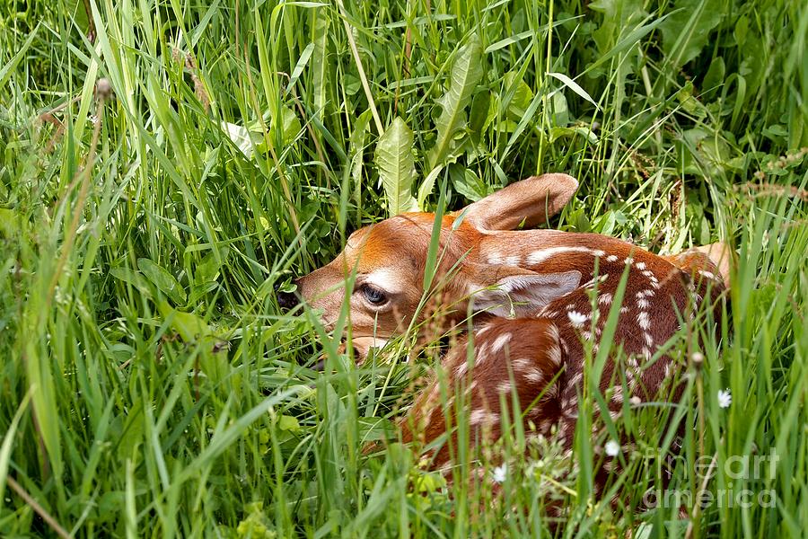 Spotted Fawn Photograph by Angie Rea - Fine Art America