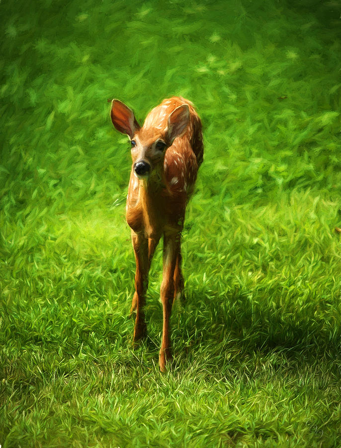 Spotted Fawn Photograph by Clare VanderVeen
