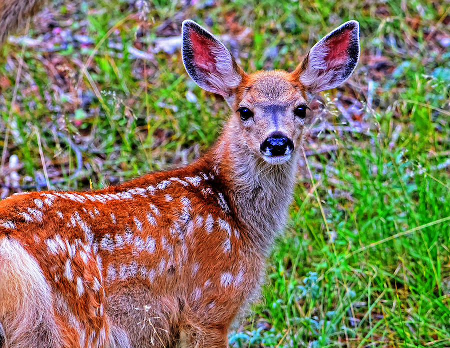 Spotted fawn Photograph by Jim Boardman