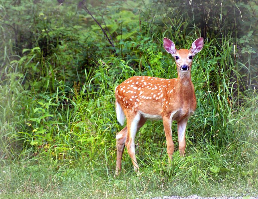 Spotted Fawn Photograph by Marty Koch