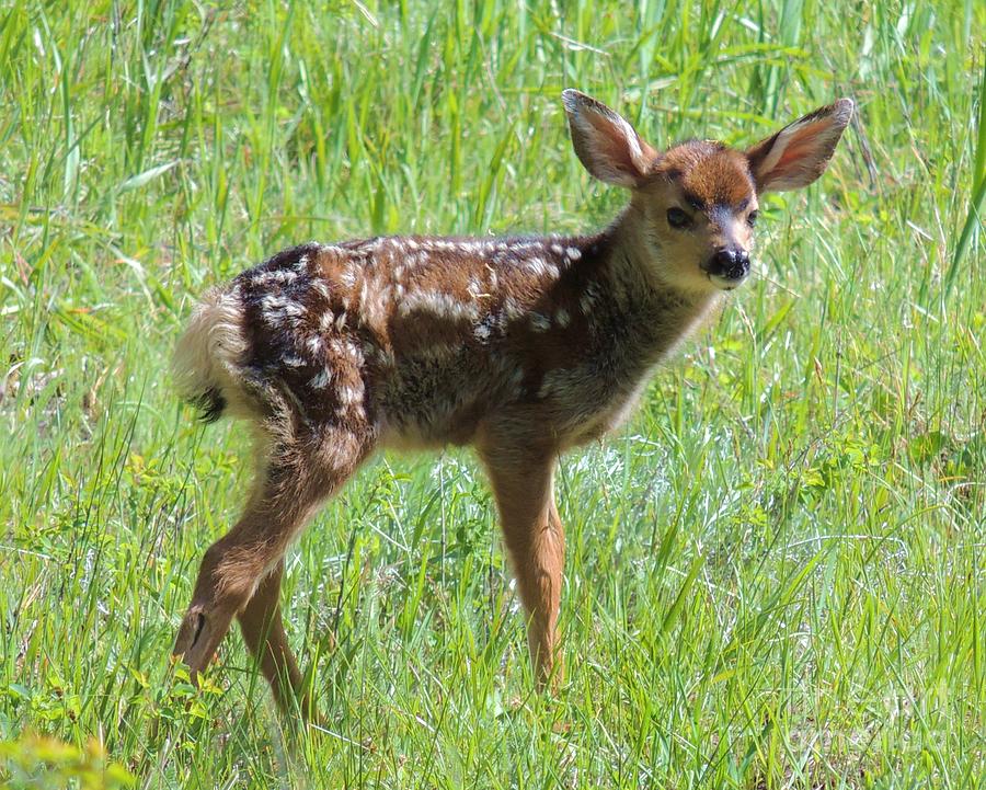 Spotted Fawn  Photograph by Michele Penner