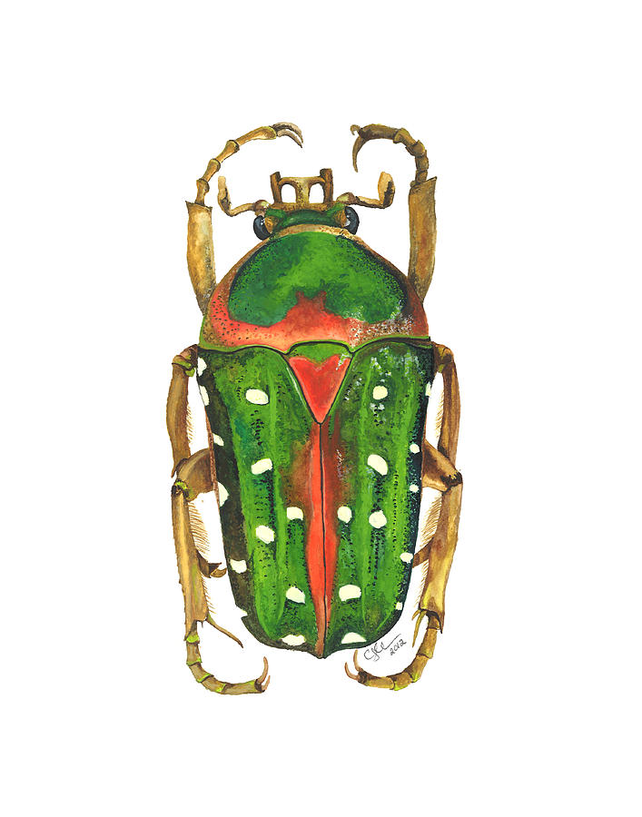 Nature Painting - Spotted Flour Beetle by Cindy Hitchcock
