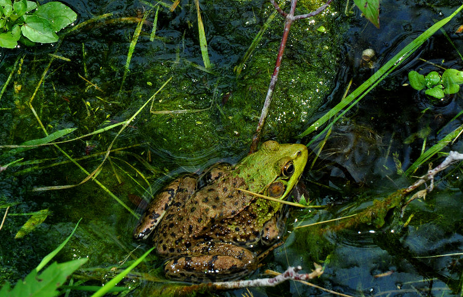 Spotted frog Photograph by Diane Lent