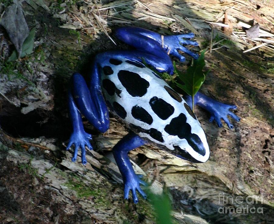 Spotted frog Photograph by Susanne Baumann