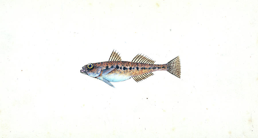 Fish Drawing - Spotted Goby, Gobius Minutus, 1803, British Fishes by Artokoloro