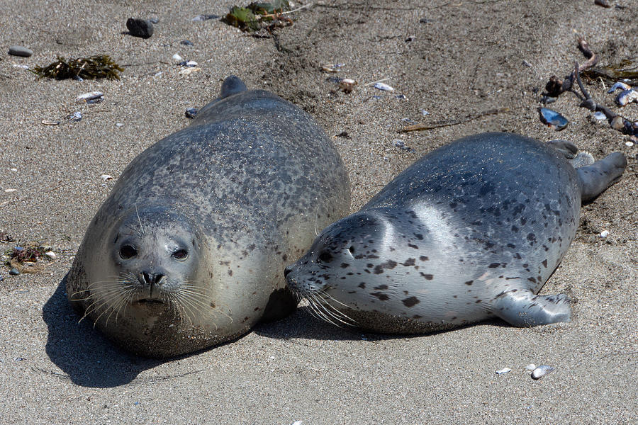 Spotted Harbor Seals on the Beach Photograph by Kathleen Bishop