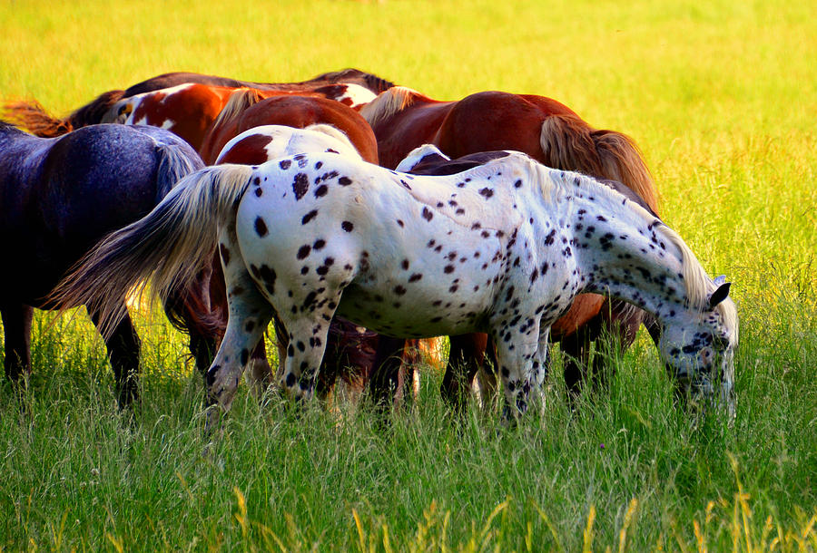 Spotted Horse Photograph by David Lee Thompson