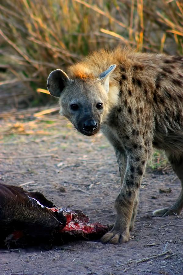 Spotted Hyena Photograph by Amanda Stadther