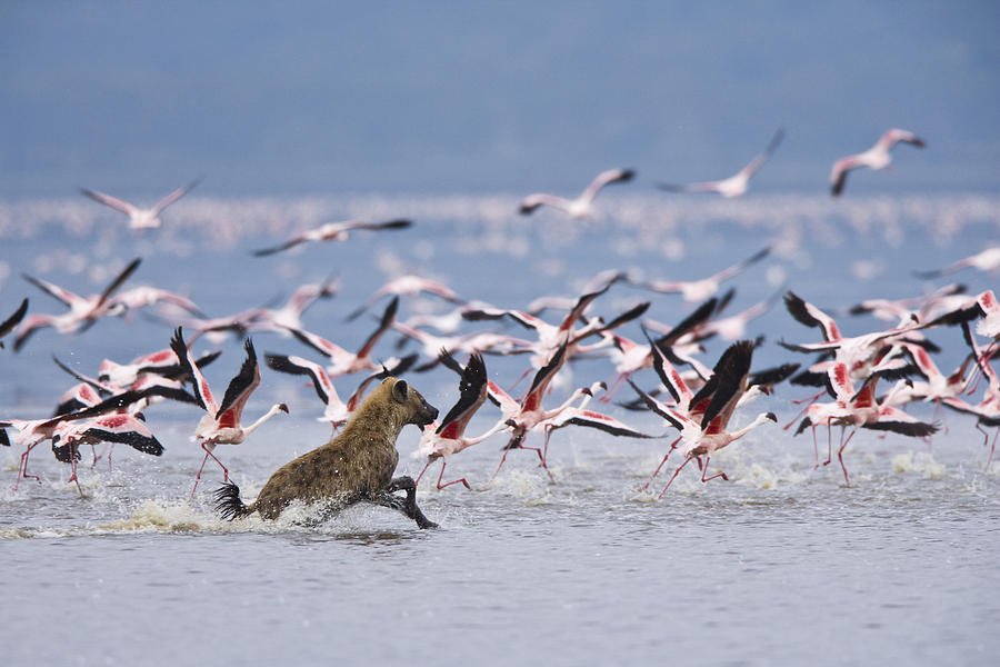 Spotted Hyena Chasing Flamingos Lake Photograph by Elliott Neep