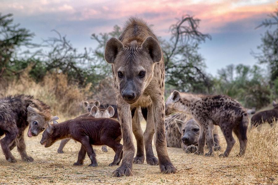 Spotted hyena (Crocuta crocuta) family, Botswana Photograph by Deon De Villiers