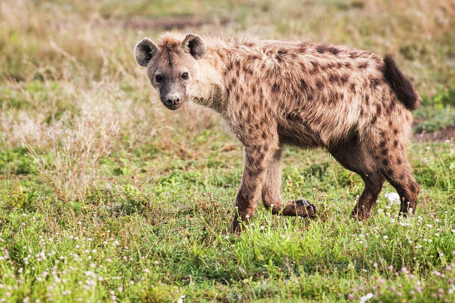 Nature Photograph - Spotted Hyena (crocuta Crocuta) by Photostock-israel