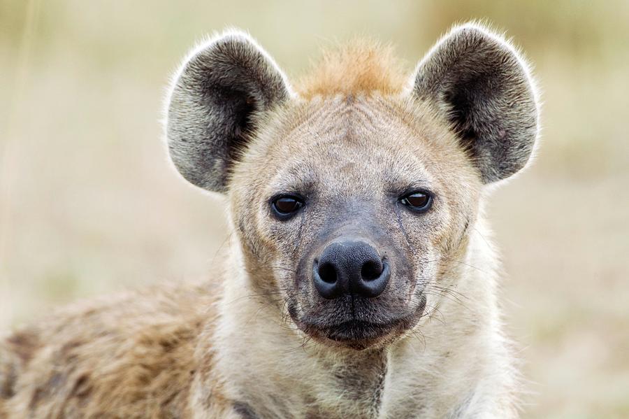 Spotted Hyena Photograph by John Devries/science Photo Library