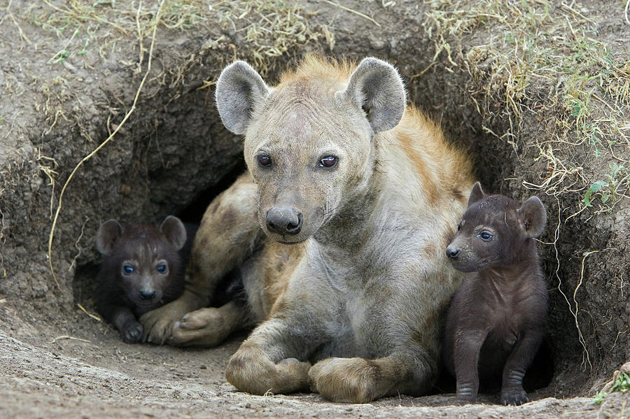Animal Photograph - Spotted Hyena Mother and Pups by Suzi Eszterhas