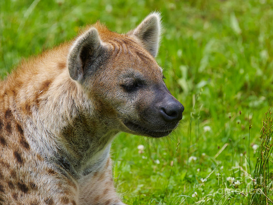 Spotted Hyena Photograph