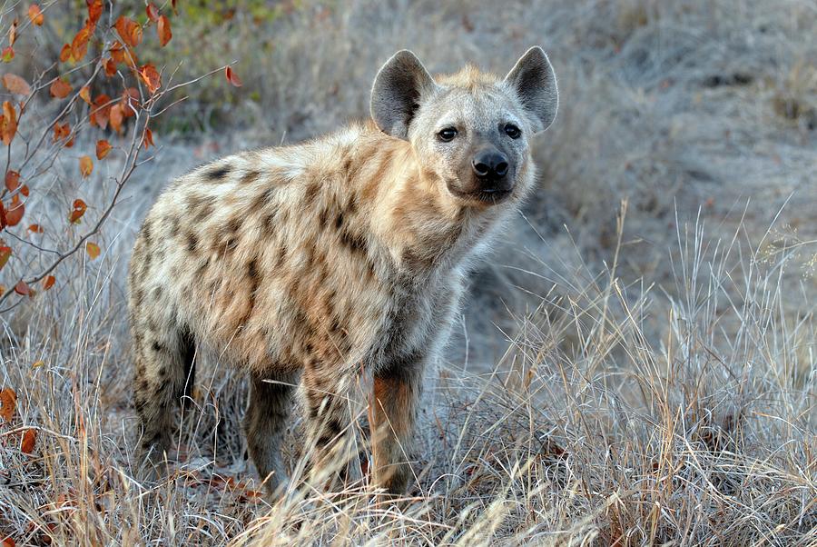 Nature Photograph - Spotted Hyena by Peter Chadwick/science Photo Library