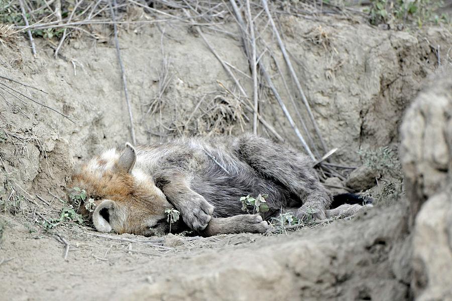Spotted Hyena Resting Photograph by Dr P. Marazzi/science Photo Library
