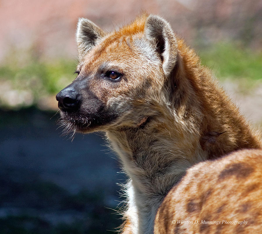 Spotted Hyena Photograph by Winston D Munnings