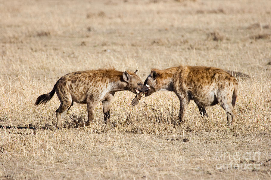 Spotted Hyenas Compete Over Wildebeest Photograph by Gregory G. Dimijian, M.D.