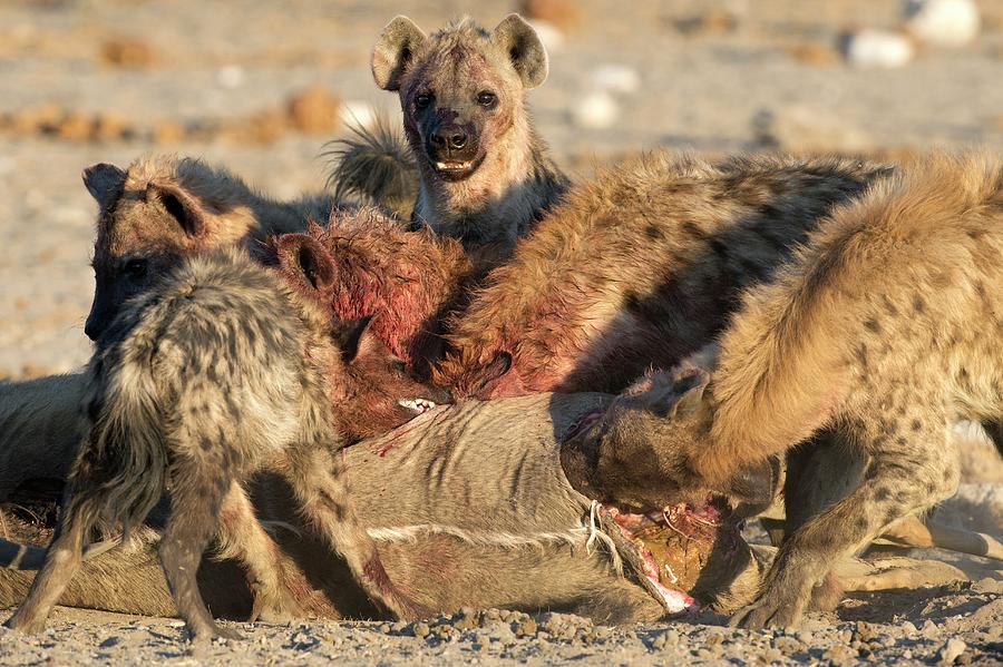 Spotted Hyenas Feeding On A Kudu Photograph by Tony Camacho