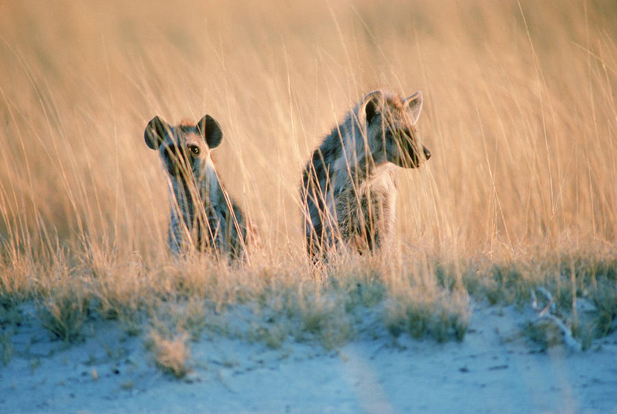 Animal Photograph - Spotted Hyenas In The Tall Grass by Robert Caputo