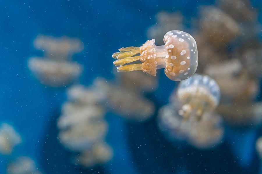 Fish Photograph - Spotted Jelly Aliens 1 by Scott Campbell