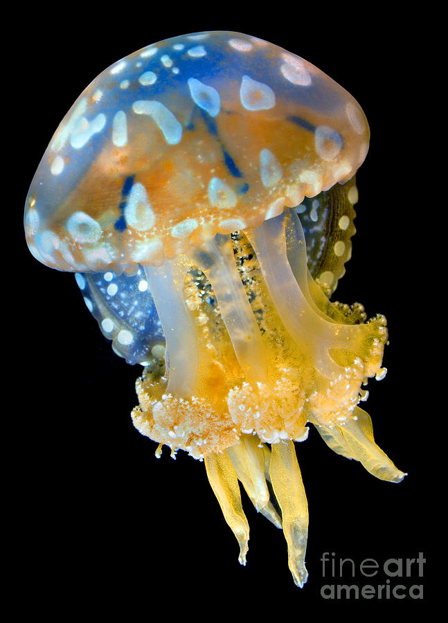 Spotted Jelly Mastigias papua Photograph by Wernher Krutein