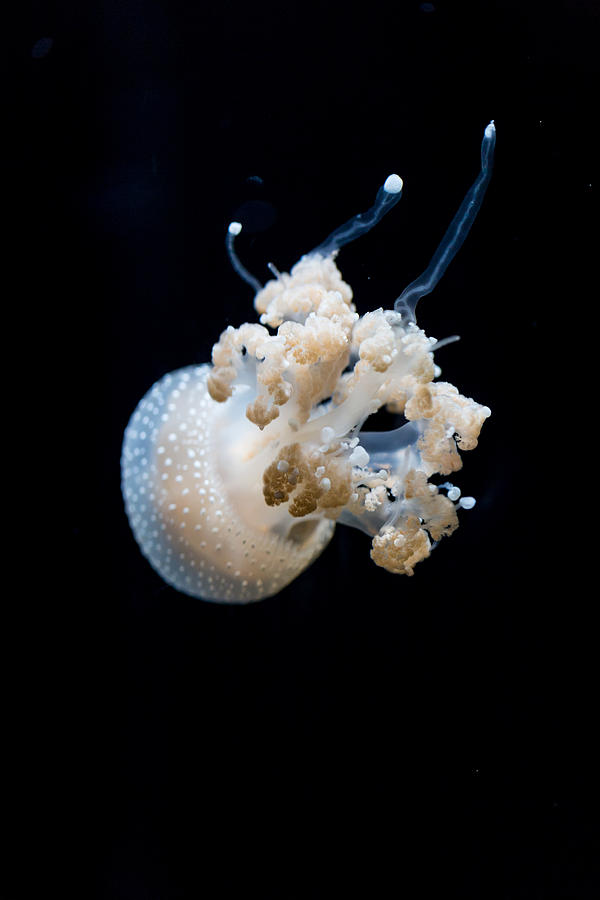 Spotted Jelly Photograph by Scott Campbell