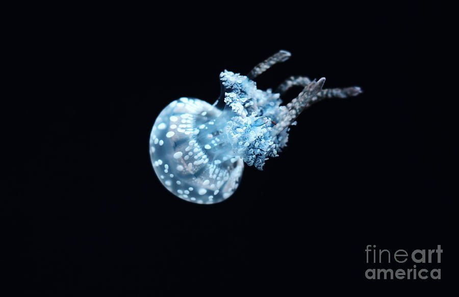 Spotted Jellyfish Photograph by Charline Xia