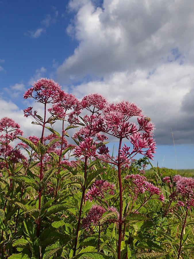 Spotted Joe Pye Weed Photograph by Robert Nickologianis