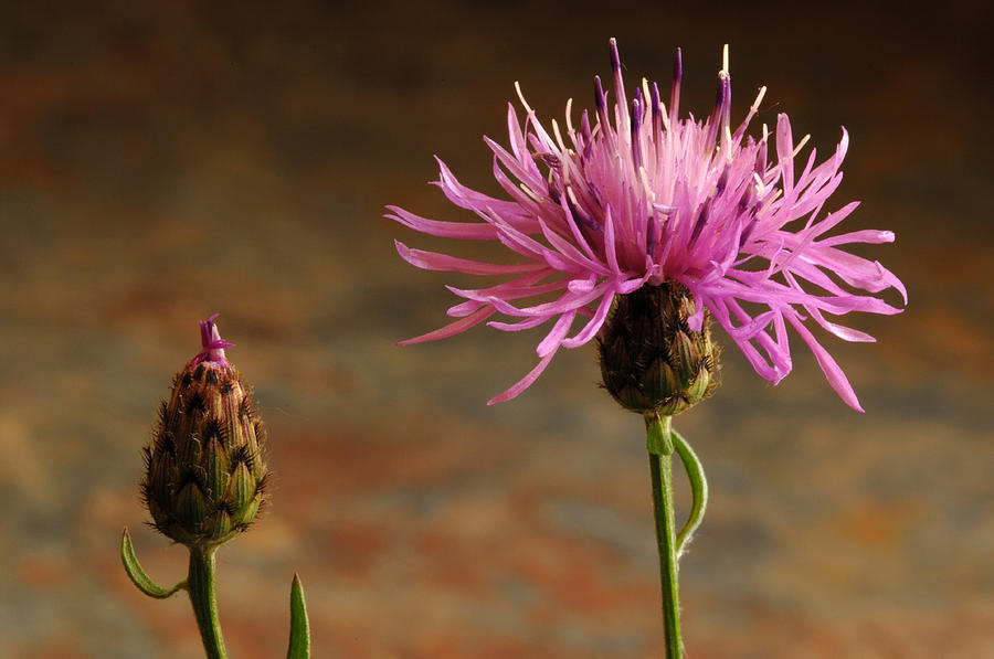 Spotted Knapweed Photograph by John W. Bova