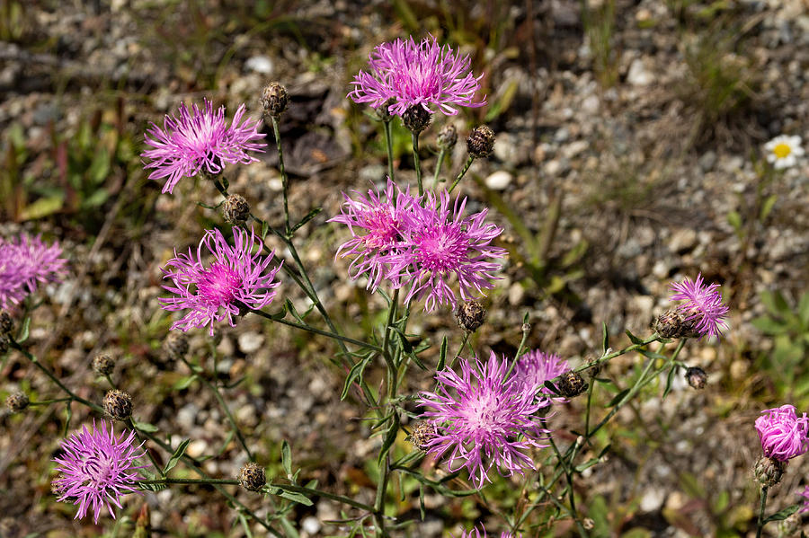 Spotted Knapweed Photograph by Kathleen Bishop