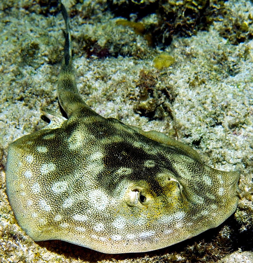 Spotted Lemon Ray Photograph by Amy McDaniel