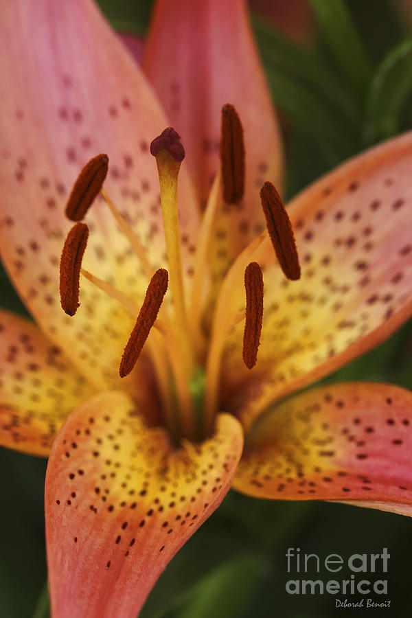 Nature Photograph - Spotted Lilly by Deborah Benoit