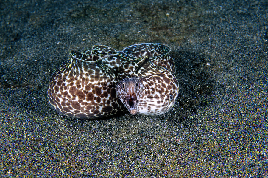 Spotted Moray Eel Photograph by Andrew J. Martinez