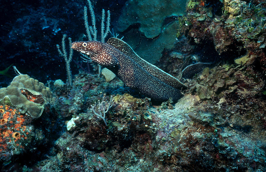Spotted Moray Eel Photograph by Carleton Ray