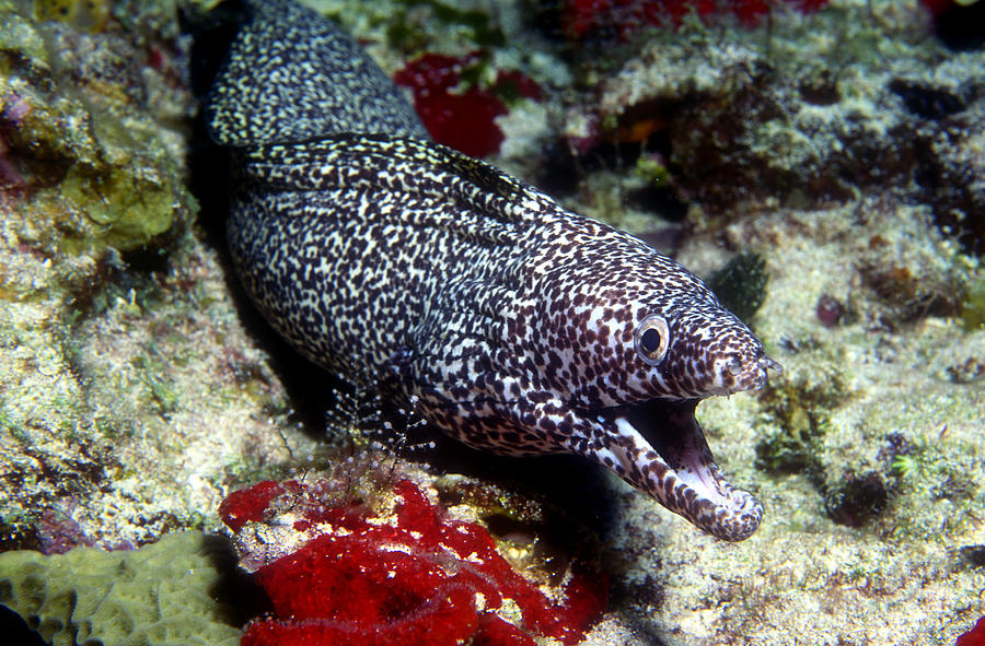Spotted Moray Eel Photograph by Greg Ochocki
