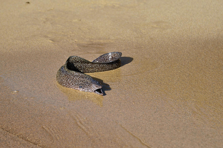 Spotted Moray Eel Gymnothorax Moringa Photograph by Robert Kennett