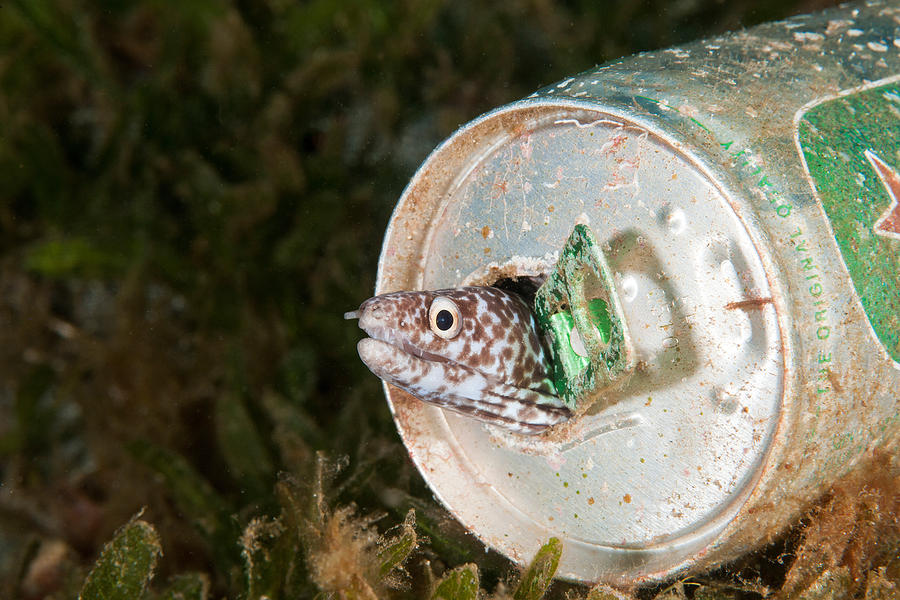 Spotted Moray Eel In A Beer Photograph by Andrew J. Martinez