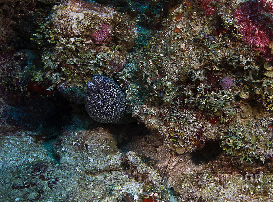 Spotted Moray Eel Photograph by JT Lewis