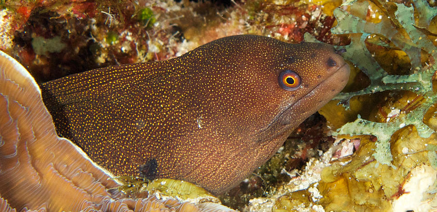 Spotted Moray Photograph by Mark Sidwell - Fine Art America