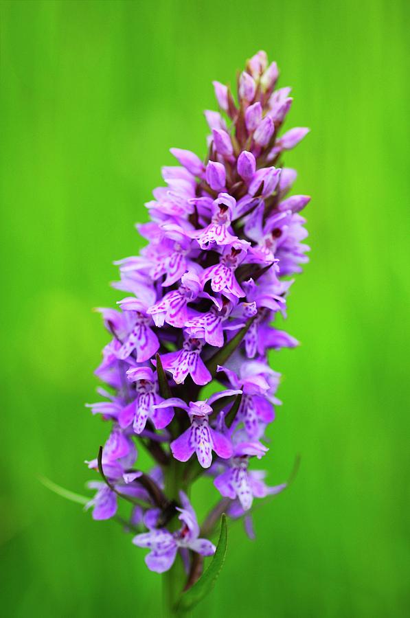 Spotted Orchid (dactylorhiza Fuchsii) Photograph by Colin Varndell ...