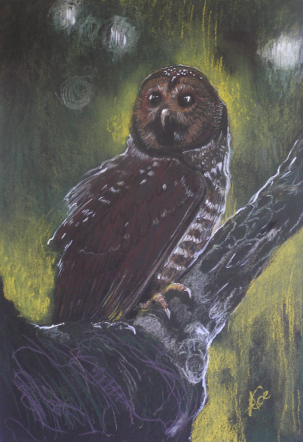 Owl Pastel - Spotted Owl by Alicja Coe