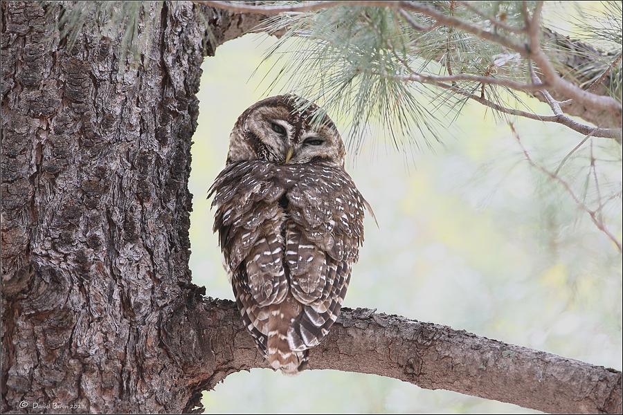 Spotted Owl Photograph by Daniel Behm
