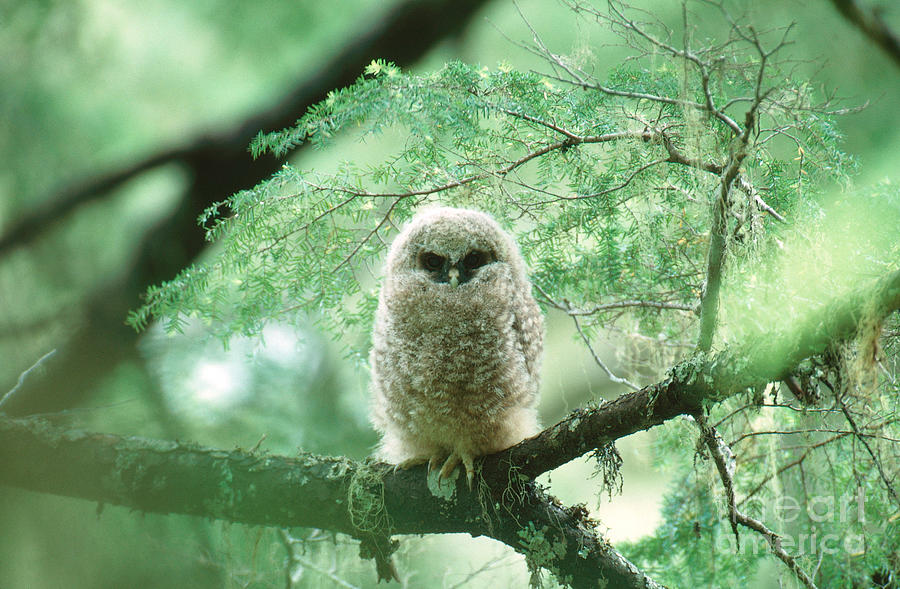 Spotted Owl Owlet Strix Occidentalis Photograph by Art Wolfe