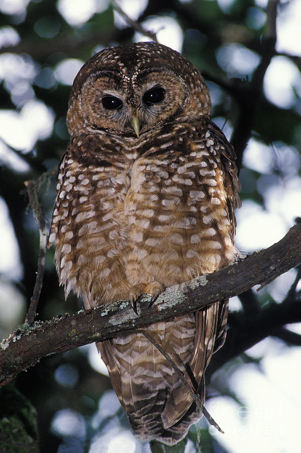 Spotted Owl Strix Occidentalis Photograph by Ron Sanford