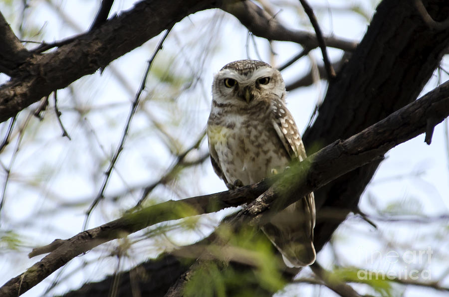 Spotted Owl wide awake Photograph by Pravine Chester